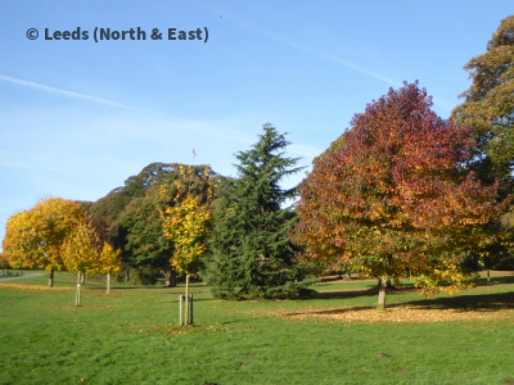 Autumn Tree1