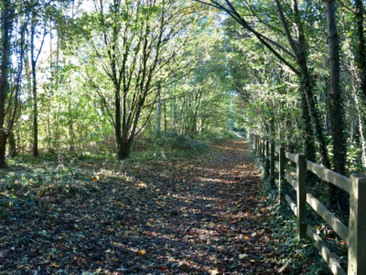 Woodlands Autimn 2021