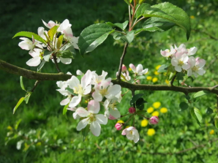 Tarvin Woodlands Bossom Apr 22