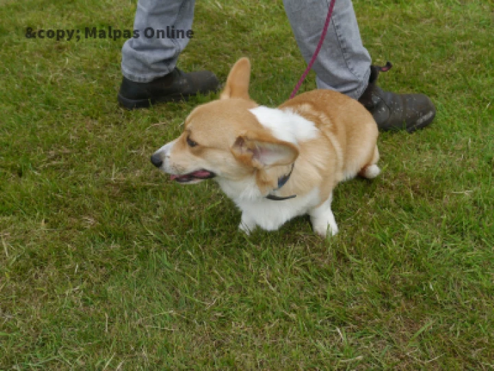 Dog 5