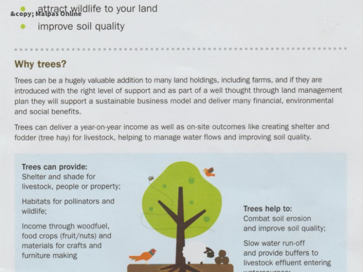 Why Trees 1