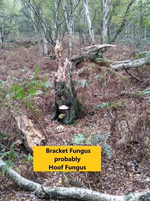 bracket fungus