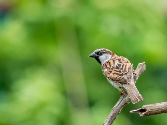 brown and black bird