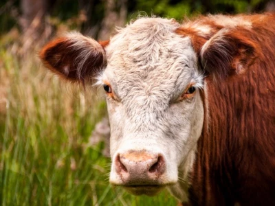 brown-and-white-cow