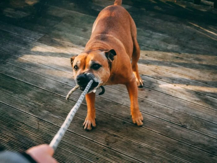 brown dog biting a rope