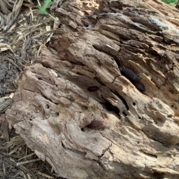 bugs