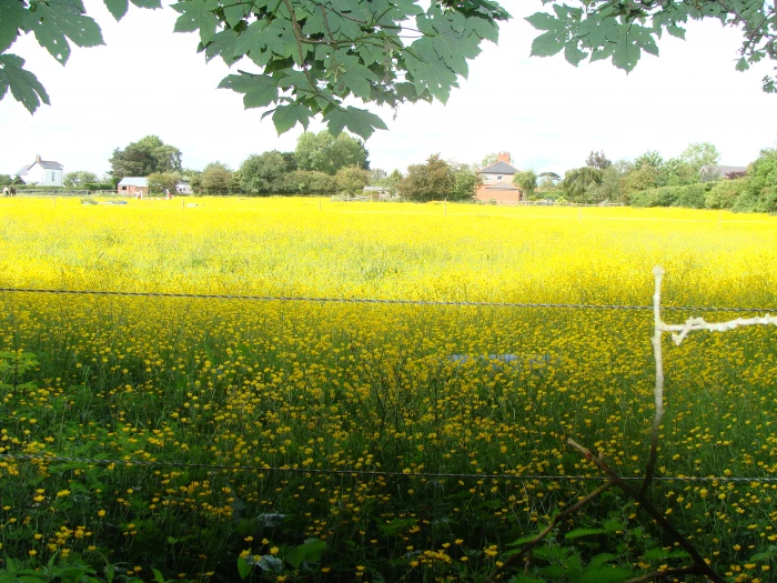 buttercups in hedge