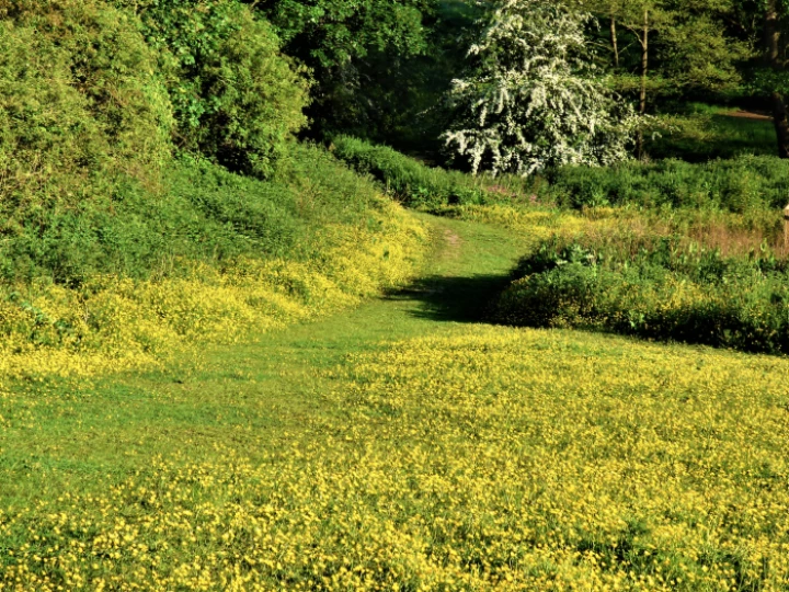 buttercups