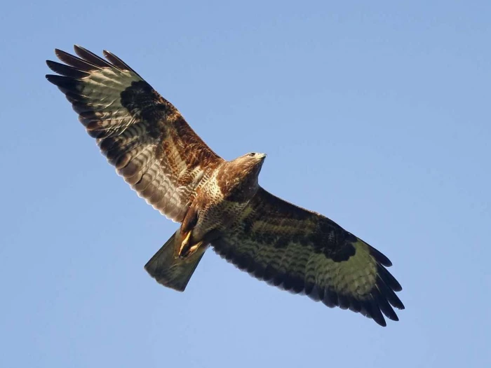 buzzard in flight