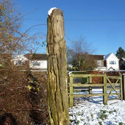 buzzard rot