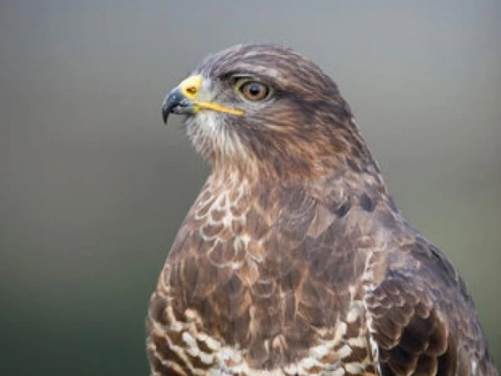 buzzard