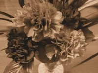 carnation sepia