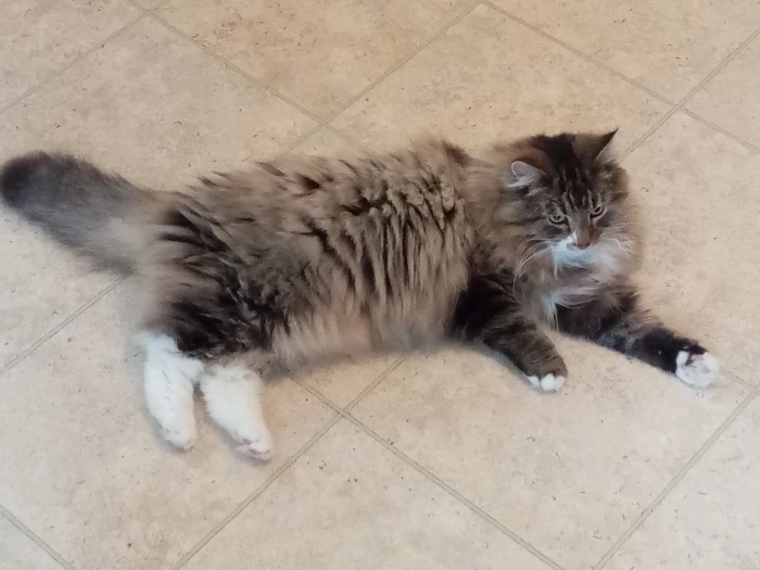cat marley