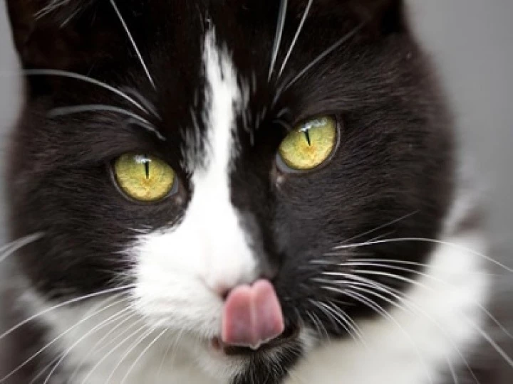 catlickingitschops