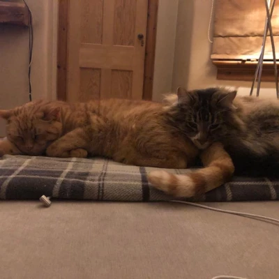 cats 1
