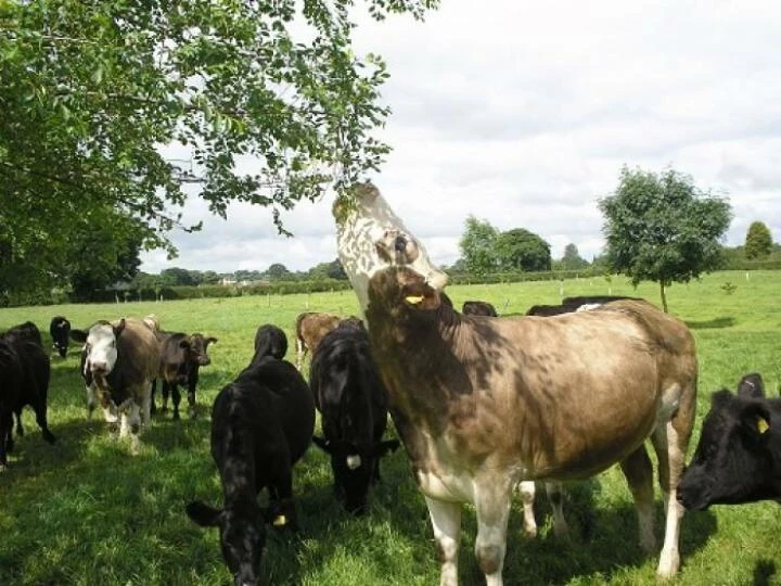 cattlebrowsingelms