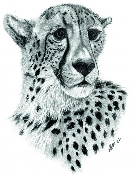 cheetah  final