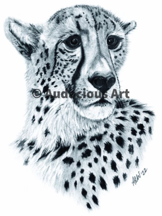 cheetah