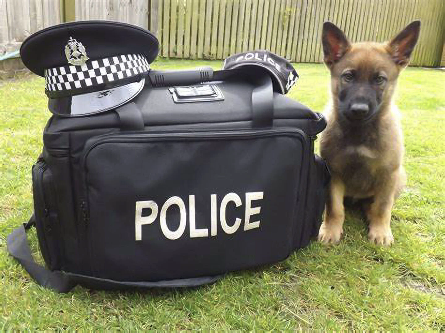 cheshire police residents voice survey  pd rex