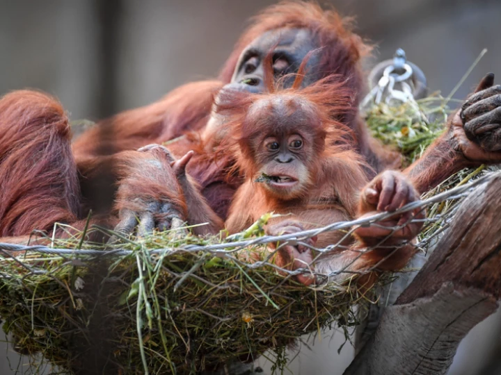 chesterzooorangutanbabyanimalsisland