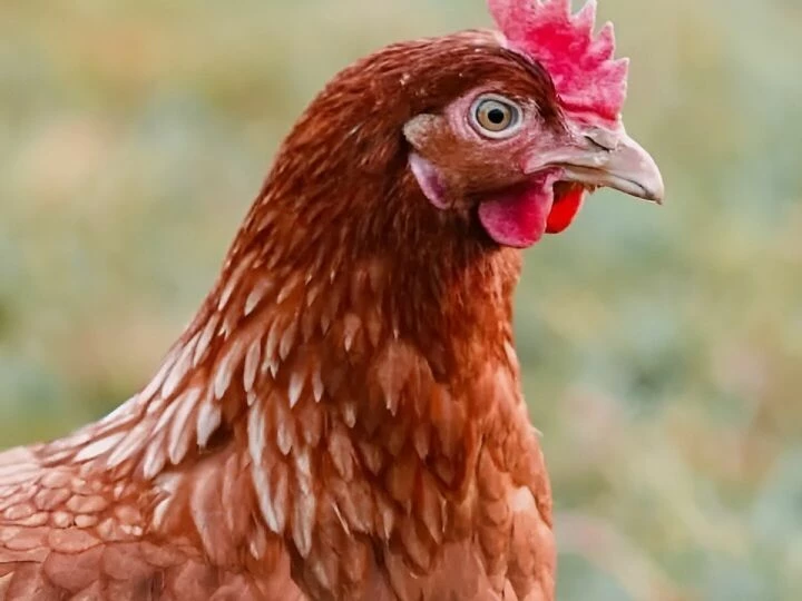 chicken
