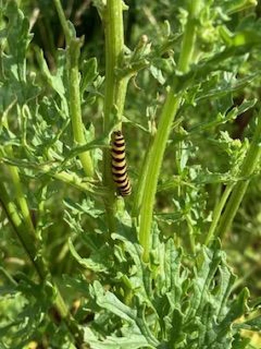 cinnabar moth caterpillar