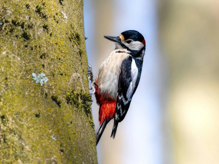 closeup of a great spotted woodpecker sitting on a tree