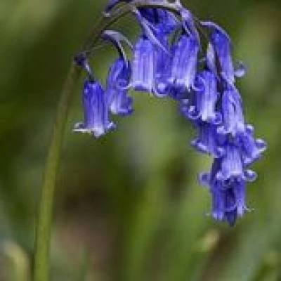 commonbluebell1