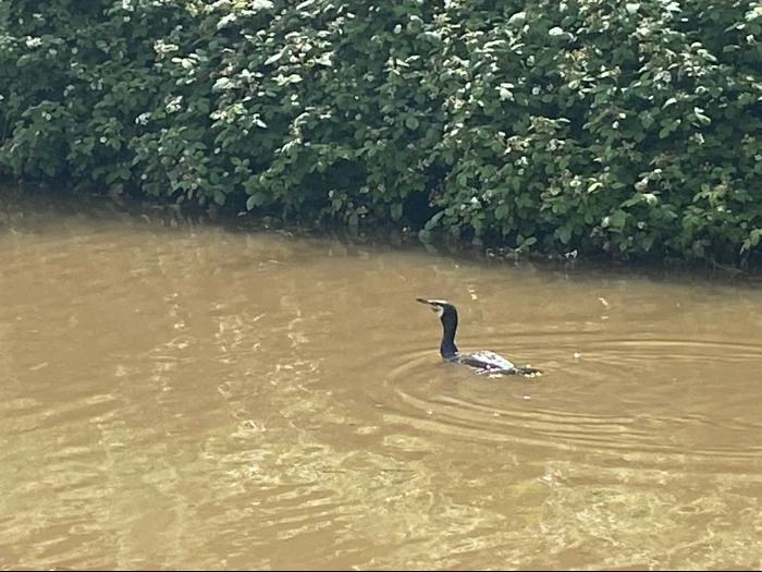 comorant on the canal