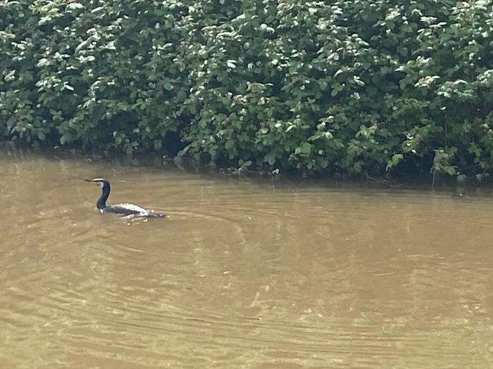 comorant on the canal