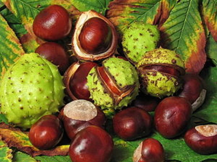 conkers