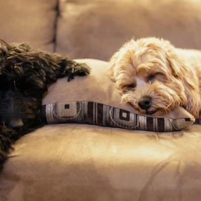 couch potato