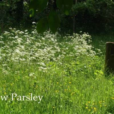 cow parsely around jim 39 s stone