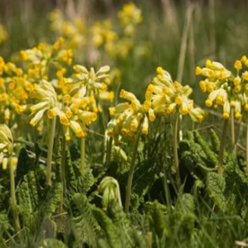 cowslips