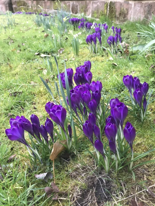 crocus close