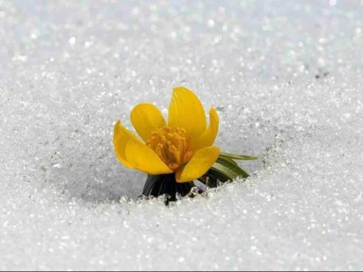 crocus