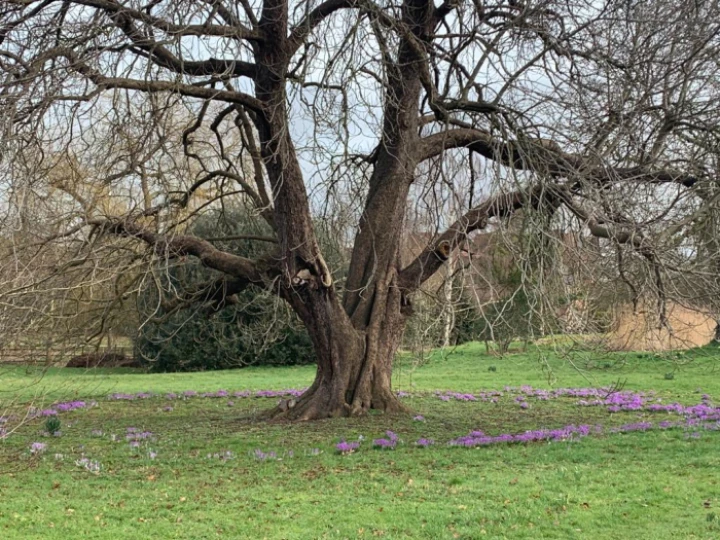 crocus