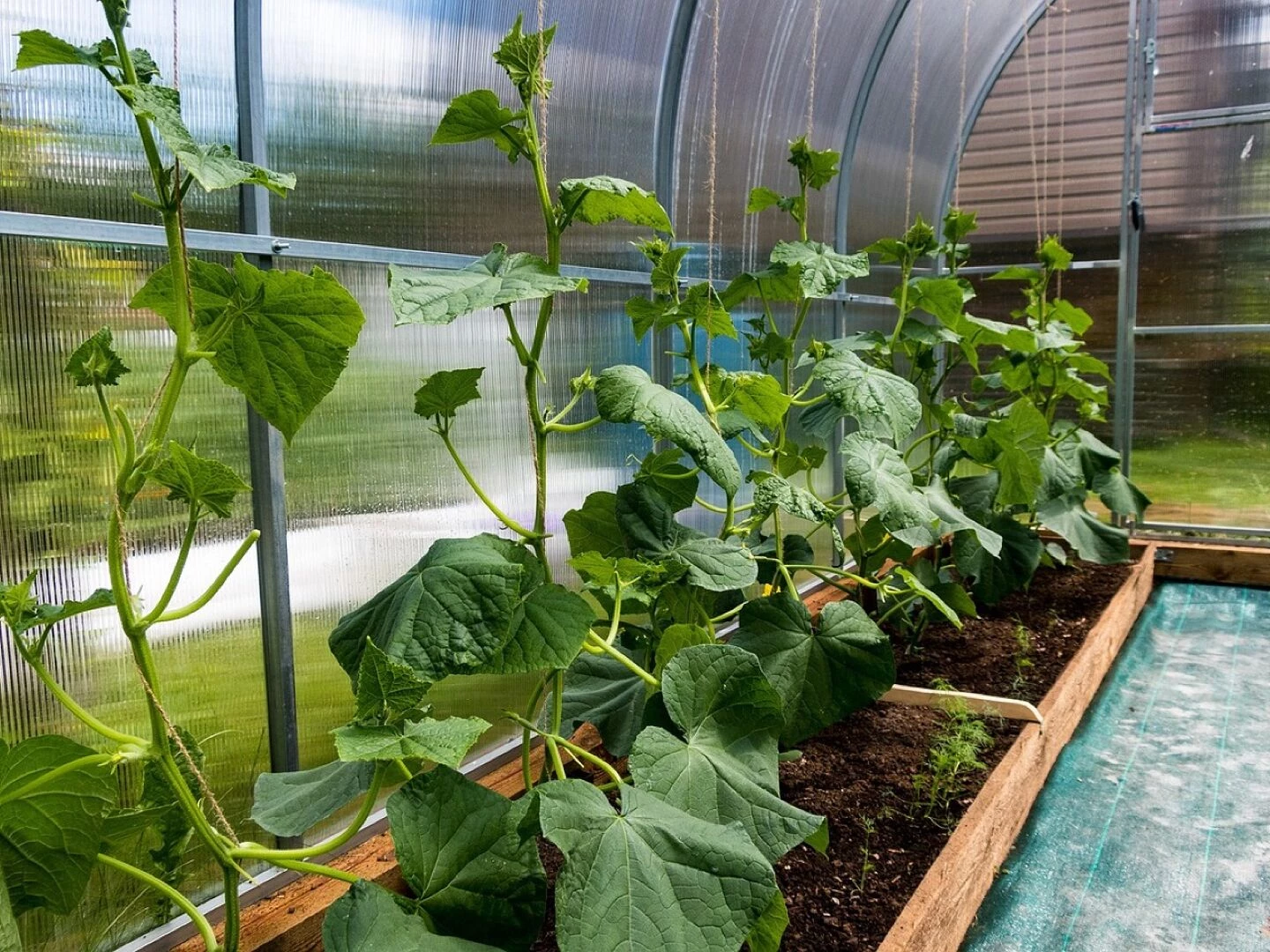 cucumbers bloom the flowers of cucumbers foliage greenhouse vegetables spring nature bushes village garden greenhouse greenhouse greenhouse greenhouse greenhouse