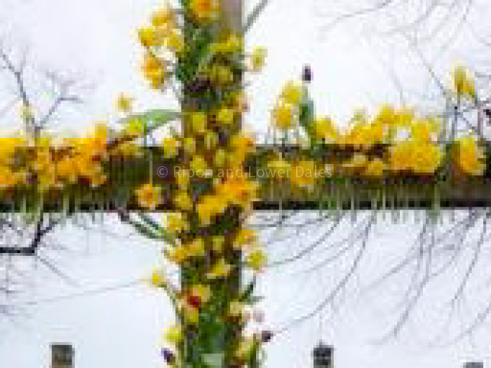 daffodil cross 1