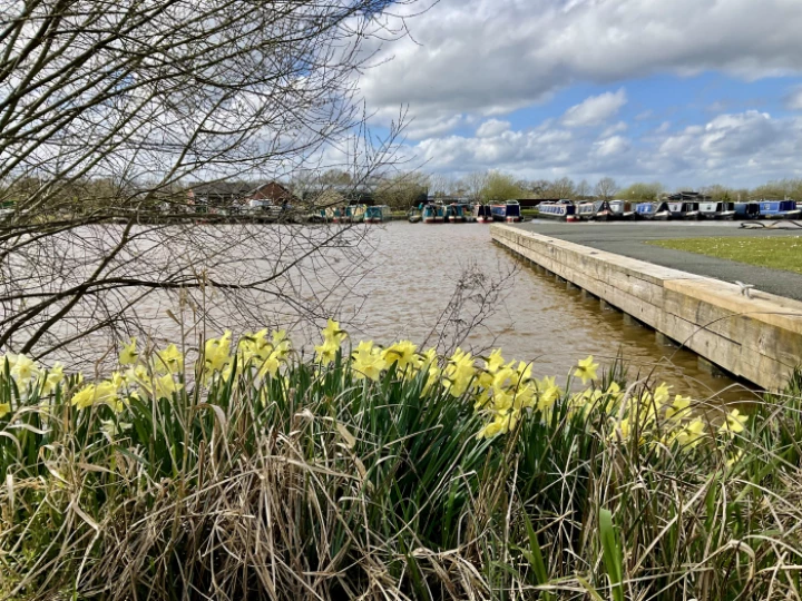 daffodils