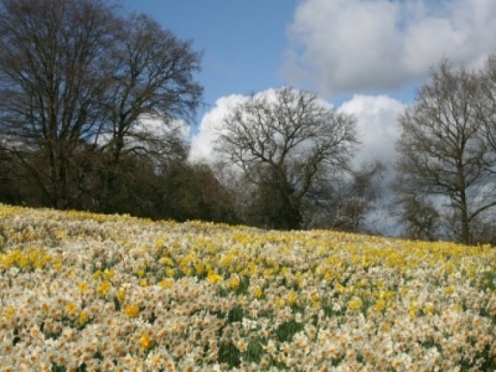 daffs