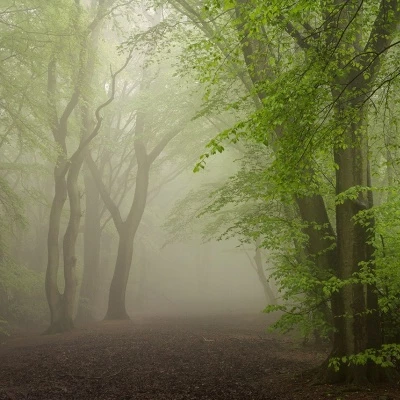 damian ward softly