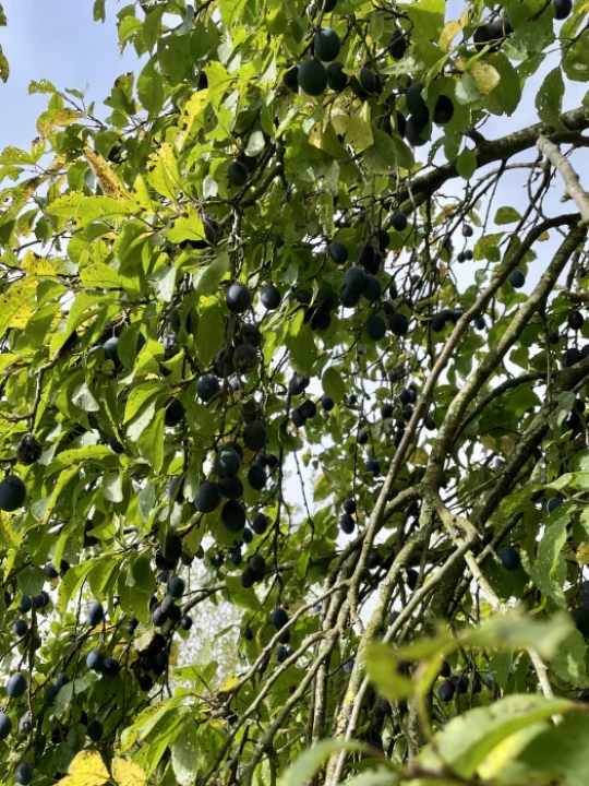 damsons