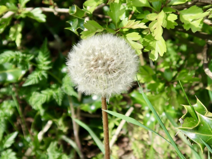 dandelion