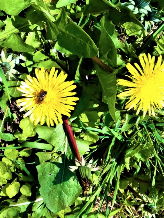 dandelion