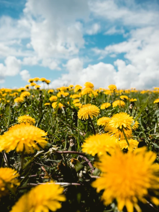dandelions