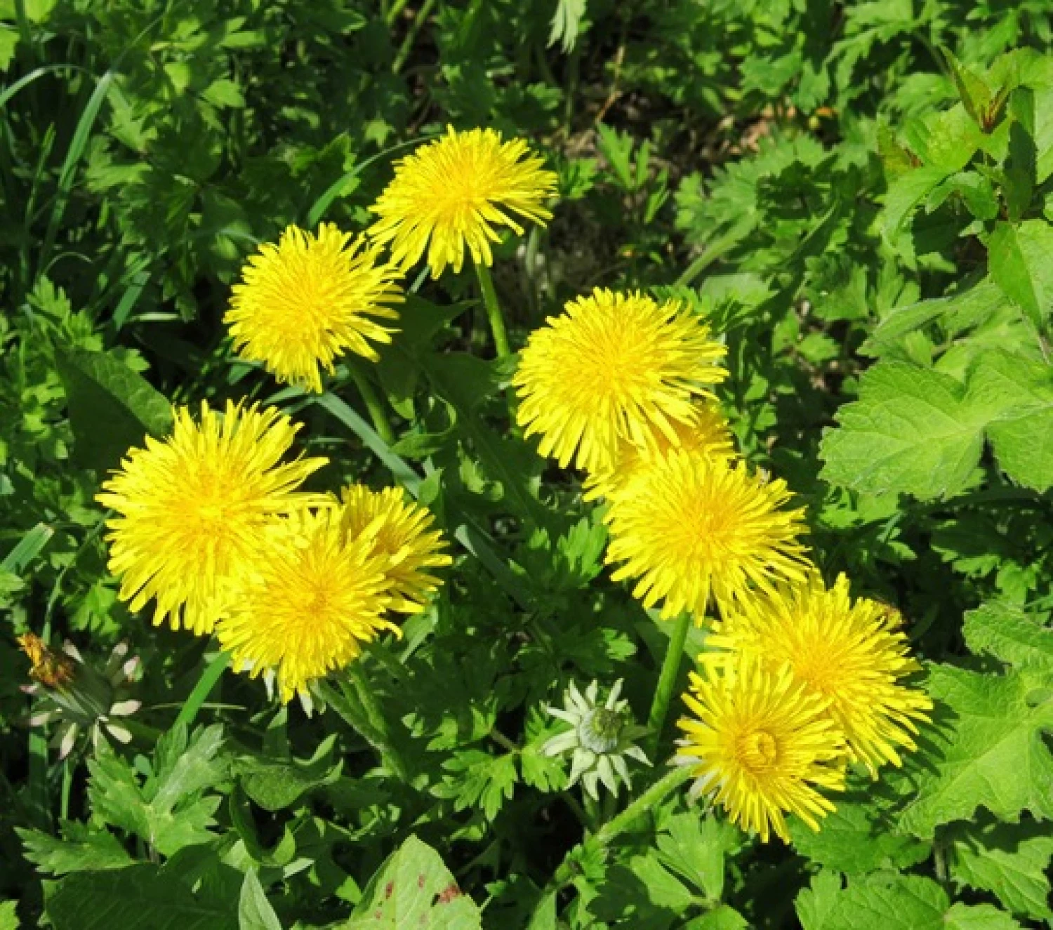 dandelions in the woodlands