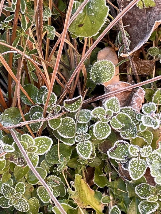 december23 garden