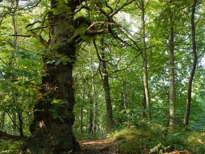 delamere forest in september 2