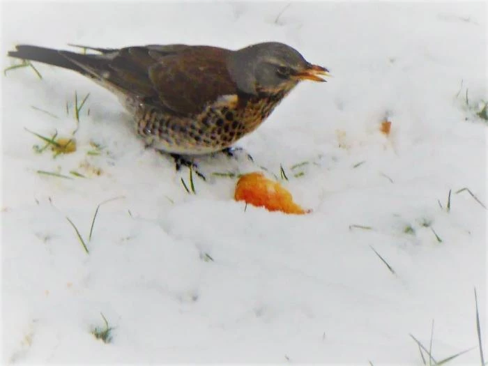 djwfieldfare3 003